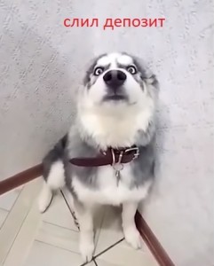 веселье. То лицо когда слил клиентский депо