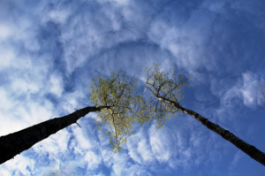 Деревья не растут до небес: SP500, Nasdaq, ARK Innovation