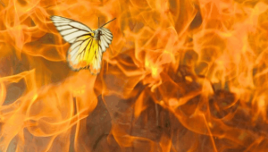 На "воле" сгорают мотыльки.