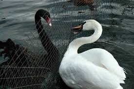 ФРС не поможет: коронавирус угрожает рынкам?