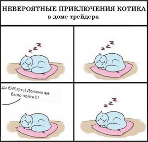 Невероятное приключение котика в доме трейдера