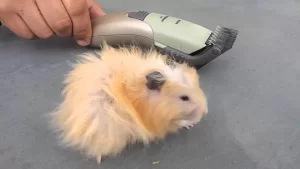 Ликбез для хомяков. Где меньше шансов быть побритым?