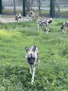 Рынки прямо не ходят