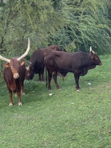 На чем может быть рост?