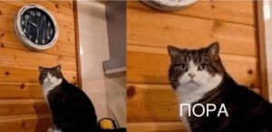 Пора, решила Мурка, взглянув на часы и календарь