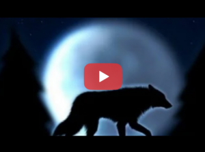 3 в 1: про хрупкость, про рынок / портфель / акции / фьючерсы и про психологию