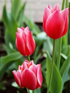 С праздником, дорогие женщины! Много пожеланий и немного о рынке за 3 минуты.